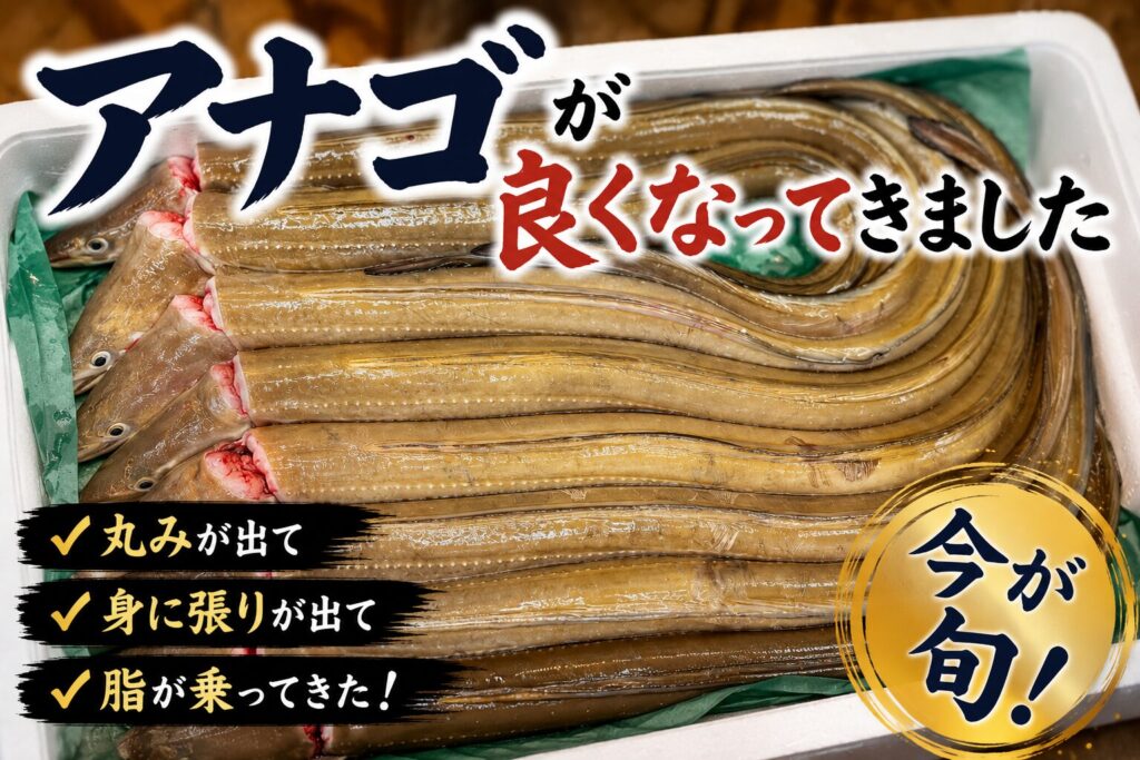 丸みと身の張りが出て、脂が乗ってきたアナゴのアイキャッチ画像