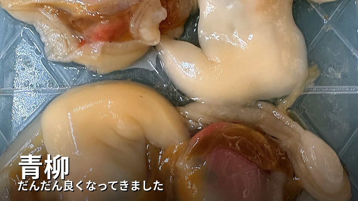 青柳のむき身を近くで撮影した写真