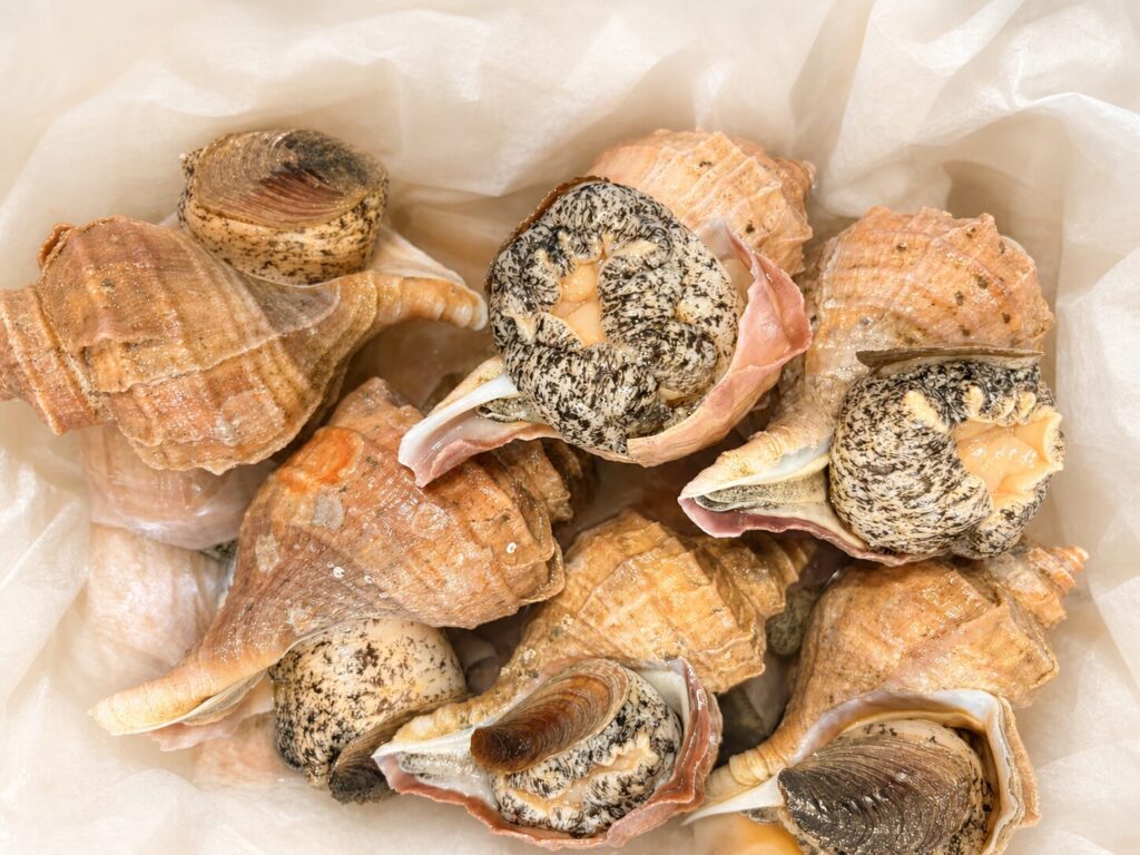 白い敷紙の上に並べた、新鮮な殻付きのつぶ貝