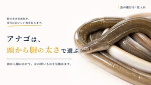 白いトレーに並べた新鮮なアナゴ。頭から胴にかけて、しっかりと太さと身の厚みがあるアナゴの選び方を紹介するアイキャッチ画像。