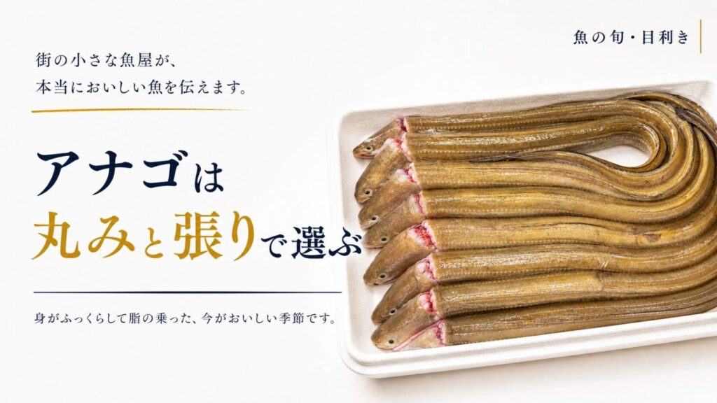 「街の小さな魚屋が、本当においしい魚を伝えます。アナゴは丸みと張りで選ぶ。身がふっくらして脂の乗った、今がおいしい季節です。」**です。