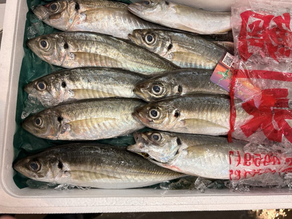 発泡スチロール箱に並んだ新鮮な釣りアジ