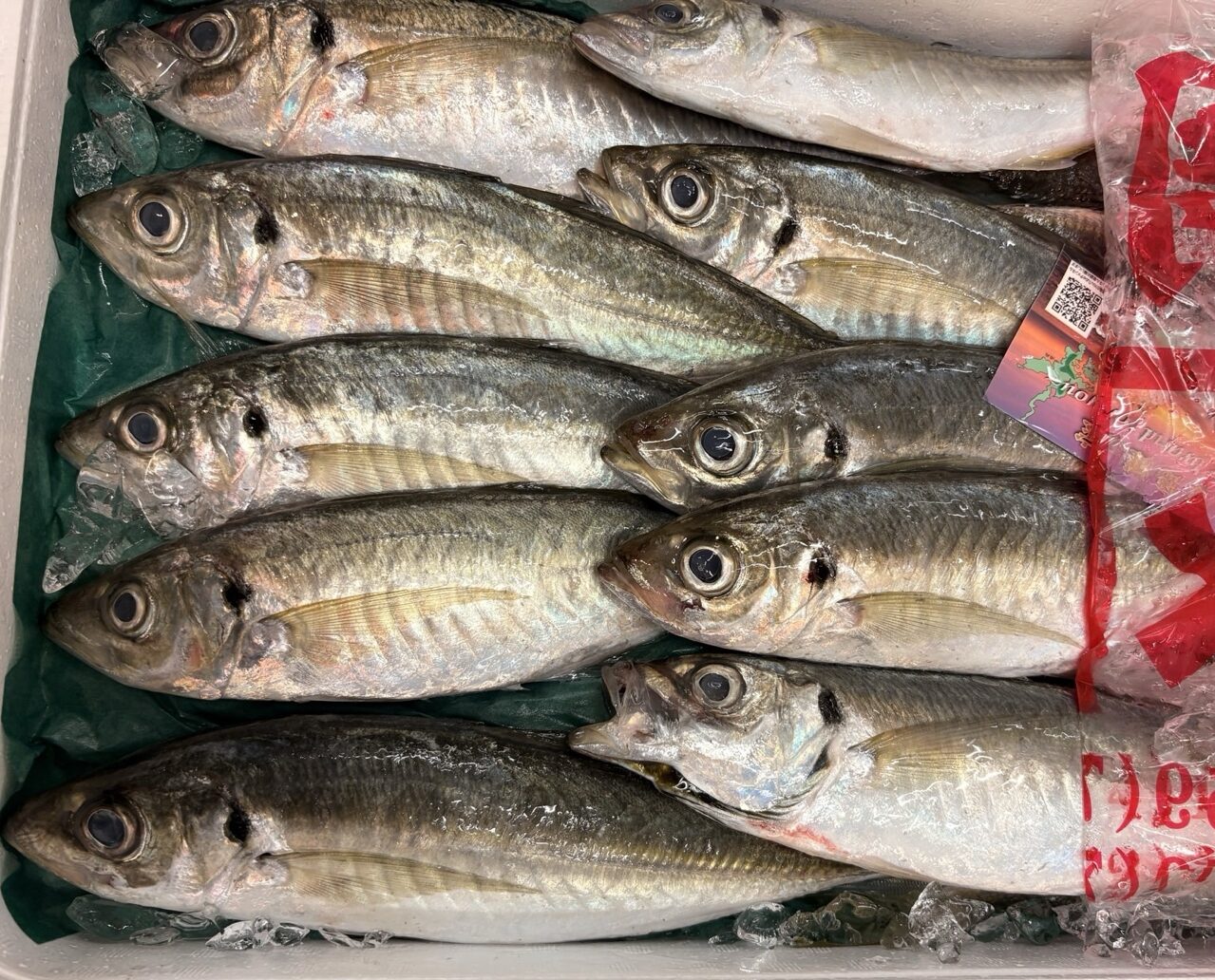 発泡スチロール箱に並んだ新鮮な釣りアジ